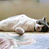 CASIO(カシオ)のデジタルカメラEXILIM EX-H30 で撮影した写真(画像