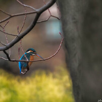 TAMRON(タムロン)のレンズ SP 500mm F/8 で撮影した写真(画像)一覧