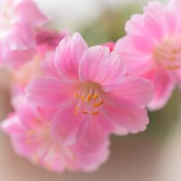 NIKON(ニコン)のレンズ AF-S DX Micro NIKKOR 40mm f/2.8G で撮影した