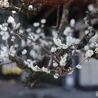 CANON(キヤノン)のレンズ EF50mm F1.4 USM で撮影した写真(画像)一覧