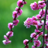 SIGMA(シグマ)のレンズ APO 70-300mm F4-5.6 DG MACRO (ﾍﾟﾝﾀｯｸｽ AF) で