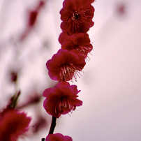 CANON(キヤノン)のレンズ FD50mm F1.8 S.C. II で撮影した写真(画像