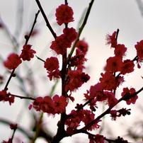CANON(キヤノン)のレンズ FD50mm F1.8 S.C. II で撮影した写真(画像