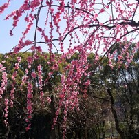 PENTAX(ペンタックス)のレンズ FA Jズーム18-35mmF4-5.6AL で撮影した