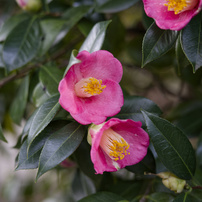 COSINA(コシナ)のレンズ フォクトレンダー APO-LANTHAR 50mm F2