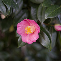 COSINA(コシナ)のレンズ フォクトレンダー APO-LANTHAR 50mm F2