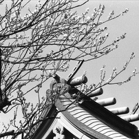 CANON(キヤノン)のレンズ EF50mm F1.8 STM で撮影した写真(画像)一覧