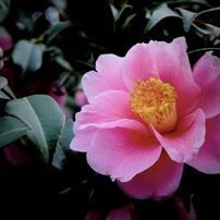 NIKON(ニコン)のレンズ AF-S DX Micro NIKKOR 40mm f/2.8G で撮影した