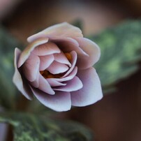 OLYMPUS(オリンパス)のレンズ ズイコーデジタル 35mm F3.5 Macro で