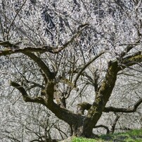 NIKON(ニコン)のレンズ AF-S DX NIKKOR 55-300mm f/4.5-5.6G ED VR で