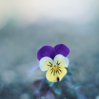 PENTAX(ペンタックス)のレンズ Super-Takumar 50mmF1.4 で撮影した写真