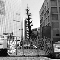 CANON(キヤノン)のフィルムカメラEOS Kiss III で撮影した写真(画像