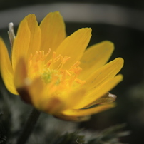 TAMRON(タムロン)のレンズ SP AF 180mm F/3.5 Di LD [IF] MACRO 1:1