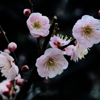 NIKON(ニコン)のレンズ AF-S DX Micro NIKKOR 40mm f/2.8G で撮影した