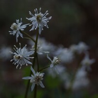 OLYMPUS(オリンパス)のレンズ ズイコーデジタル 35mm F3.5 Macro で
