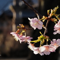 OLYMPUS(オリンパス)のレンズ M.ZUIKO DIGITAL ED 14-150mm F4.0-5.6