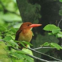 野鳥（小型）