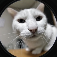SIGMA(シグマ)のレンズ 15mm F2.8 EX DG DIAGONAL FISHEYE (ｺﾆｶﾐﾉﾙﾀ AF
