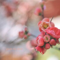 OLYMPUS(オリンパス)のレンズ M.ZUIKO DIGITAL 45mm F1.8 [シルバー