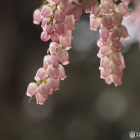 OLYMPUS(オリンパス)のレンズ M.ZUIKO DIGITAL ED 60mm F2.8 Macro で