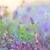 COSINA(コシナ)のレンズ フォクトレンダー MACRO APO-LANTHAR 65mm F2