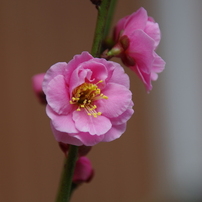 PENTAX(ペンタックス)のレンズ smc PENTAX-DA 18-250mm F3.5-6.3ED AL