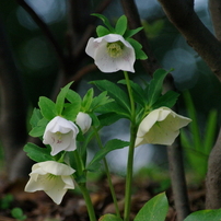 SIGMA(シグマ)のレンズ APO 70-300mm F4-5.6 DG MACRO (ﾍﾟﾝﾀｯｸｽ AF) で