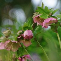 SIGMA(シグマ)のレンズ APO 70-300mm F4-5.6 DG MACRO (ﾍﾟﾝﾀｯｸｽ AF) で