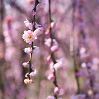 NIKON(ニコン)のレンズ NIKKOR Z MC 50mm f/2.8 で撮影した写真(画像