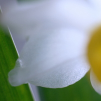 KYOCERA(京セラ)のレンズ Carl Zeiss Makro-Planar T* 60mm F2.8 (AE