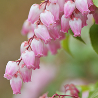 TAMRON(タムロン)のレンズ SP AF90mm F/2.8 Di MACRO 1:1 (Model272EN