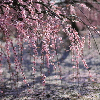 CANON(キヤノン)のレンズ EF50mm F1.4 USM で撮影した写真(画像)一覧