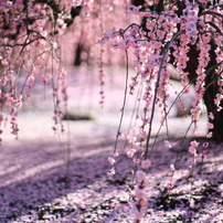 CANON(キヤノン)のレンズ EF50mm F1.4 USM で撮影した写真(画像)一覧