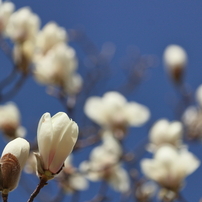 CANON(キヤノン)のレンズ EF-S55-250mm F4-5.6 IS STM で撮影した写真