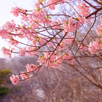 FUJIFILM(富士フイルム)のレンズ フジノンレンズ XC50-230mmF4.5-6.7