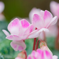 SIGMA(シグマ)のレンズ MACRO 105mm F2.8 EX DG OS HSM [キヤノン用