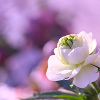 CANON(キヤノン)のデジタル一眼EOS 40D で撮影した写真(画像)一覧