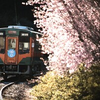 CANON(キヤノン)のデジタル一眼EOS Kiss X7 で撮影した写真(画像)一覧