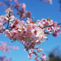 NIKON(ニコン)のレンズ AF-S DX NIKKOR 35mm f/1.8G で撮影した写真