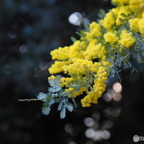 OLYMPUS(オリンパス)のレンズ M.ZUIKO DIGITAL ED 60mm F2.8 Macro で
