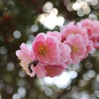 TAMRON(タムロン)のレンズ AF 28-300mm Ultra Zoom XR F/3.5-6.3 LD