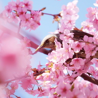 PANASONIC(パナソニック)のレンズ LUMIX G X VARIO PZ 45-175mm/F4.0