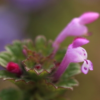 CANON(キヤノン)のデジタル一眼EOS 70D で撮影した写真(画像)一覧(3