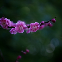 PANASONIC(パナソニック)のレンズ LUMIX G X VARIO PZ 45-175mm/F4.0