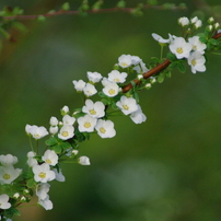 SIGMA(シグマ)のレンズ APO 70-300mm F4-5.6 DG MACRO (ﾍﾟﾝﾀｯｸｽ AF) で