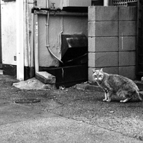 CANON(キヤノン)のフィルムカメラEOS Kiss III で撮影した写真(画像