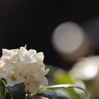 CANON(キヤノン)のレンズ EF-S55-250mm F4-5.6 IS STM で撮影した写真