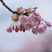 PENTAX(ペンタックス)のレンズ HD PENTAX-DA 55-300mmF4.5-6.3ED PLM