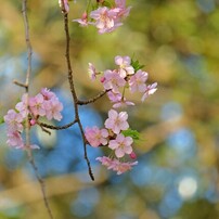 FUJIFILM(富士フイルム)のレンズ フジノンレンズ XC50-230mmF4.5-6.7