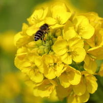 CANON(キヤノン)のレンズ EF-S55-250mm F4-5.6 IS II で撮影した写真